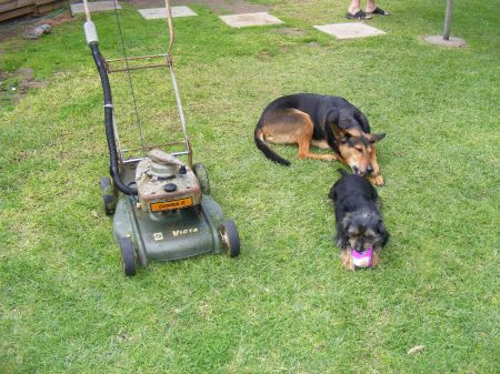 Lawn pictures 002.jpg